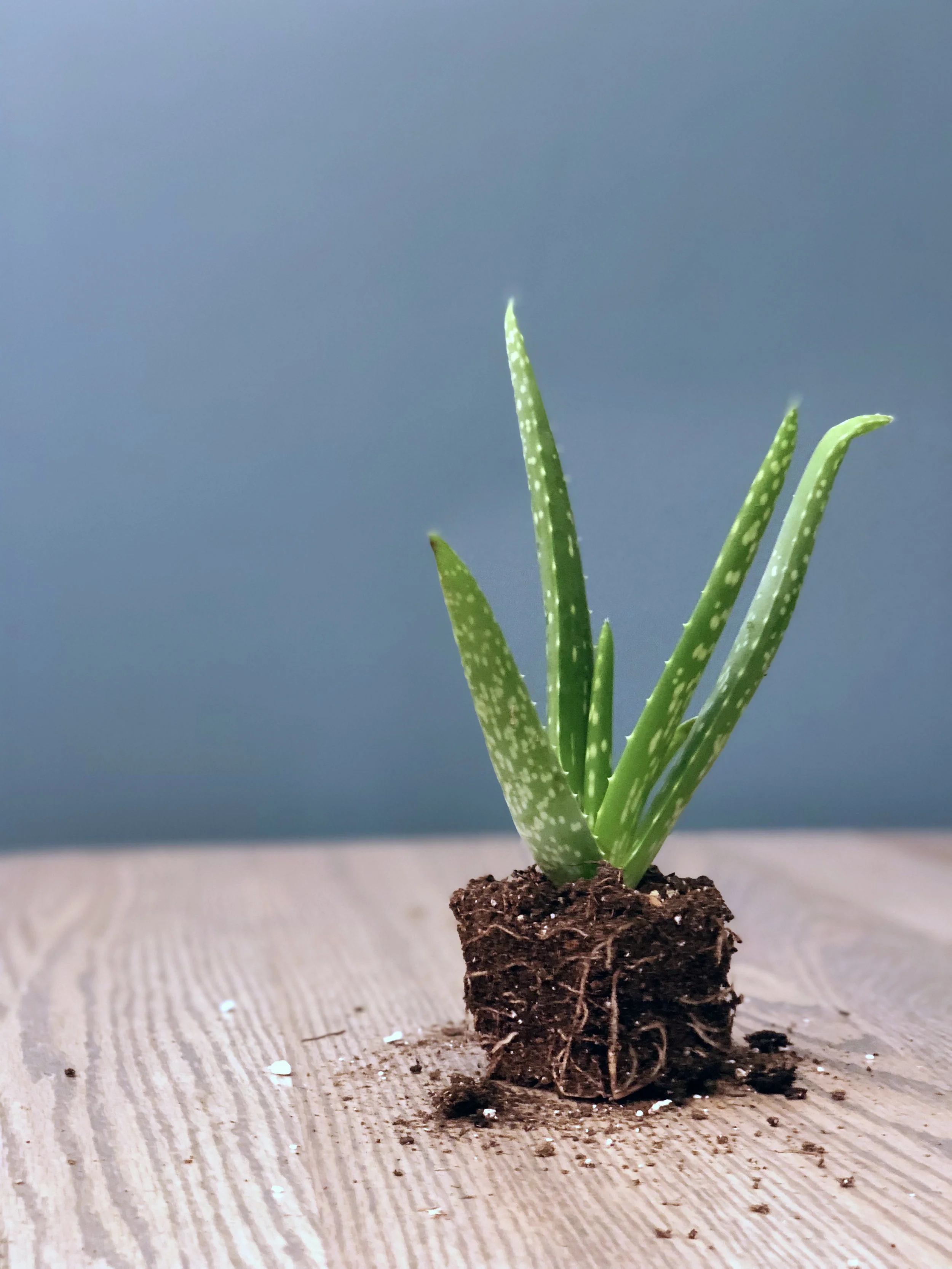 A Guide to Succulents and Cacti — Seattle's Favorite Garden Store